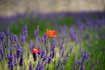 poppy, klatschmohn, flowers