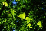 plane, leaves, tree