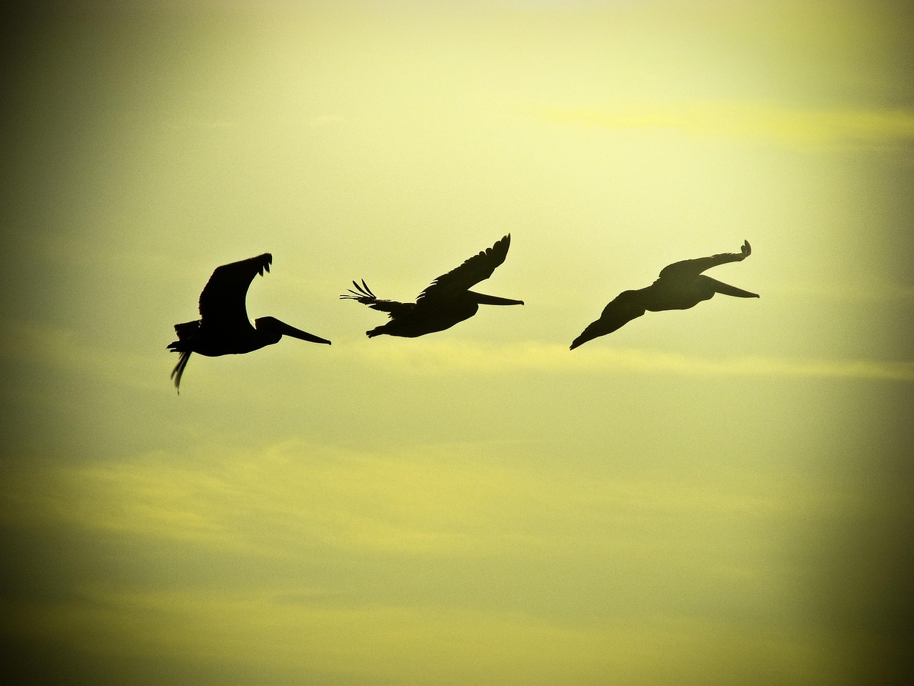 飞行 鸟类 鸟 - Pixabay上的免费照片 - Pixabay