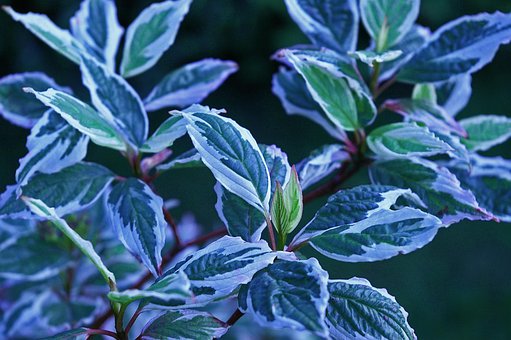10+ kostenlose Panaschierte Blätter & Natur Fotos Pixabay