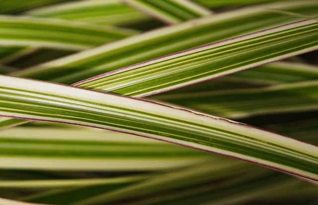Free Grass Striped photo and picture