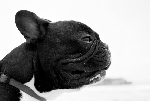 Free Dog Beach photo and picture
