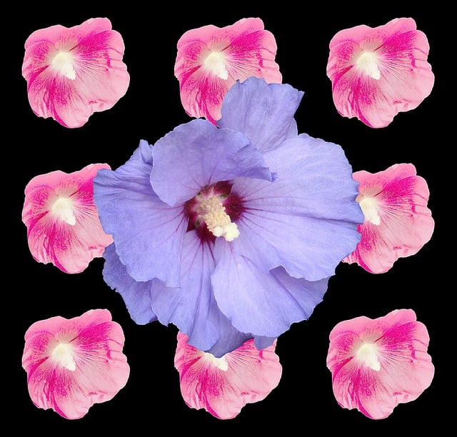 Free hibiscus marshmallow mallow illustration