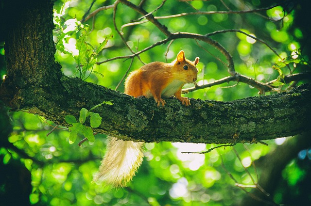 Free Squirrel Animals photo and picture