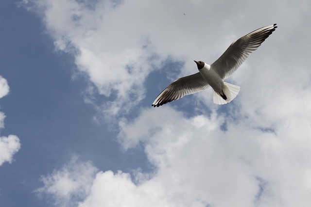 Free Volga Seagull photo and picture