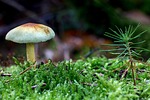 forest, mushrooms, forest floor
