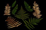 fern, bracken, dry