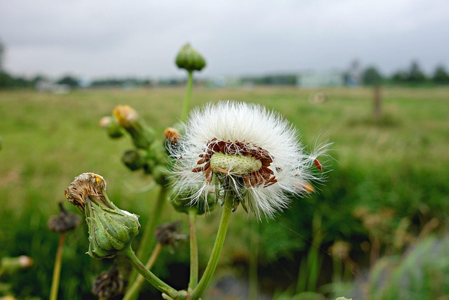 Free Dandelion Puffball photo and picture