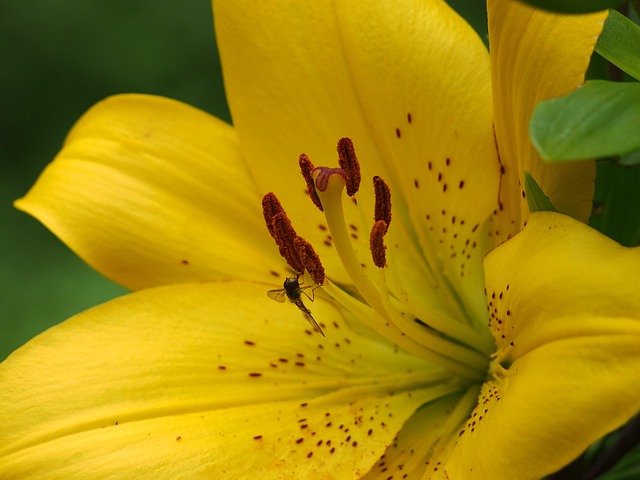 Free Lily Yellow photo and picture