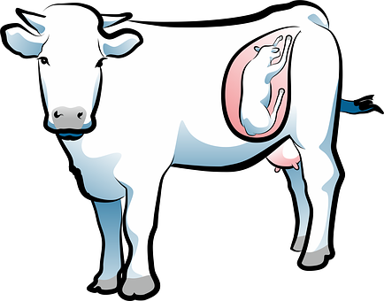 出産, 牛, 動物, 子牛の肉, 農場の動物