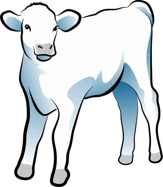 Free calf animals animal illustration