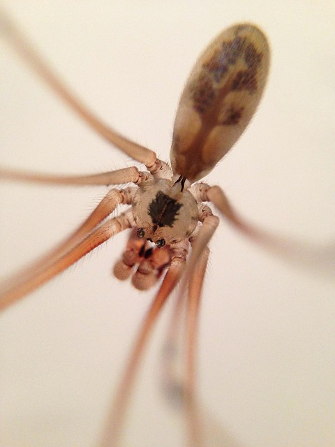 Free Spider Macro photo and picture