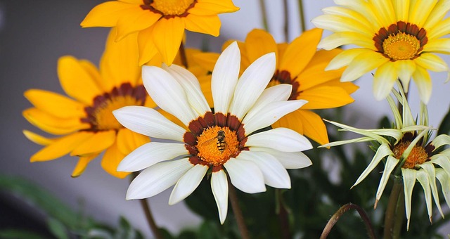 Free Blossoms Flower photo and picture