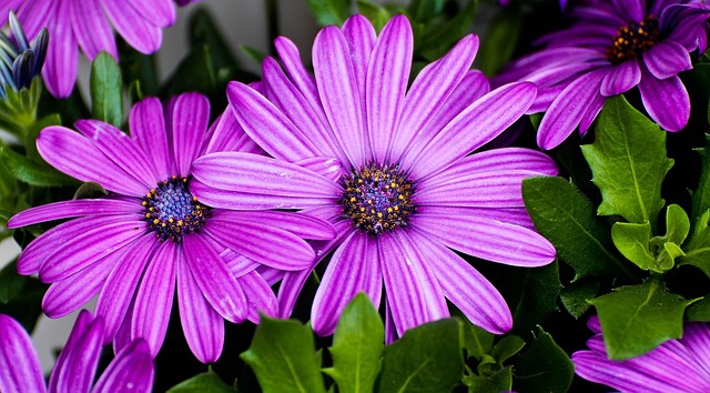 Free Blossoms Summer photo and picture