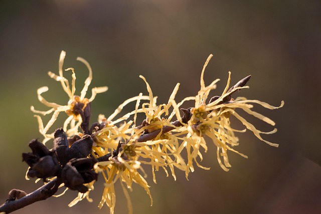 Herfst, Geel, Val, Natuur, Gebladerte