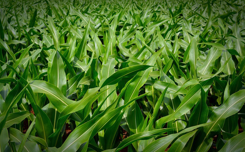 Corn Plant corn, plant - free pictures on pixabay Corn Plant corn, plant - free pictures on pixabay