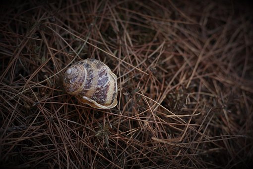 Free Snail House photo and picture