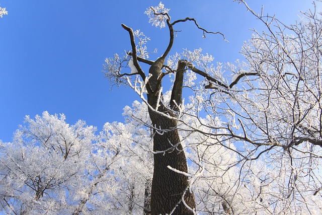 Free Winter Tree photo and picture
