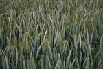 barley, hops, immature