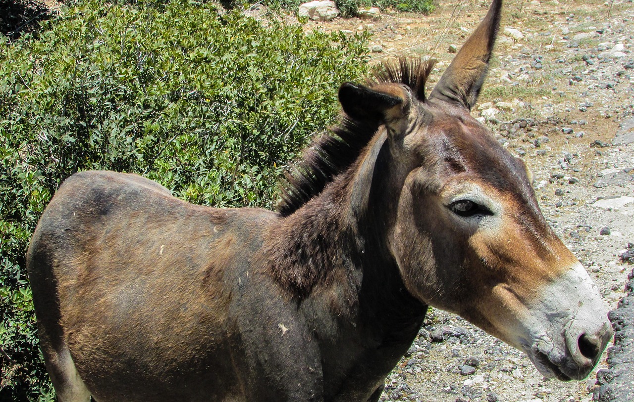 Cypern Karpasia Nationalpark Gratis foto på Pixabay Pixabay