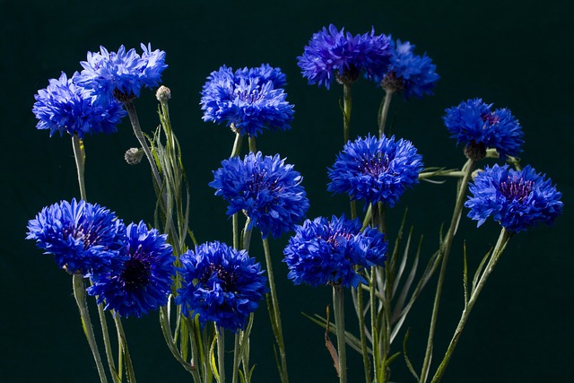 Kornblumen, Blüte, Blau, Bild von andreas N auf Pixabay Blaue Kornblumen im sonnigen Beet