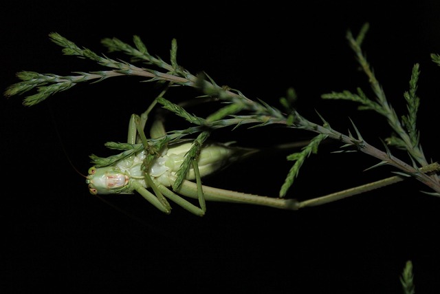 Insect Branch Animal - Free photo on Pixabay - Pixabay