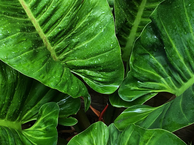 Free Leaf Green photo and picture
