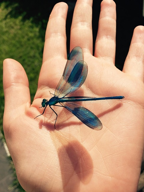 Libélula, Insecto, Naturaleza, Mano