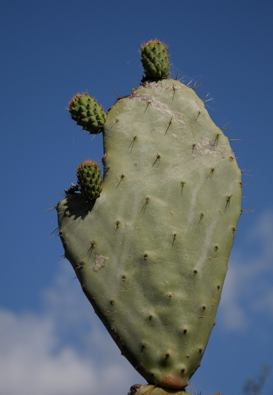 plantochi kaktus Cactus Opuntia | 120cm | Online kaufen main image 1