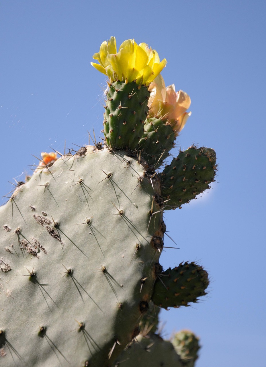 Sardinien Kaktus Pflanze - Kostenloses Foto auf Pixabay
