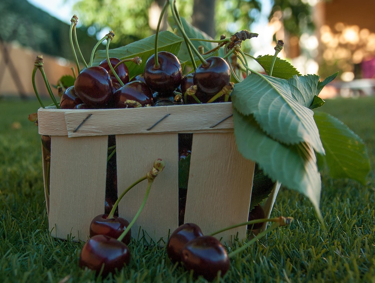 https://cdn.pixabay.com/photo/2016/06/23/19/50/cherries-1476067_1280.jpg