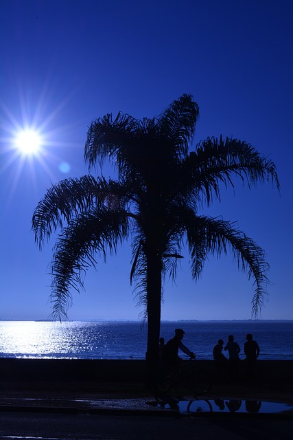 Free Tree Sky photo and picture