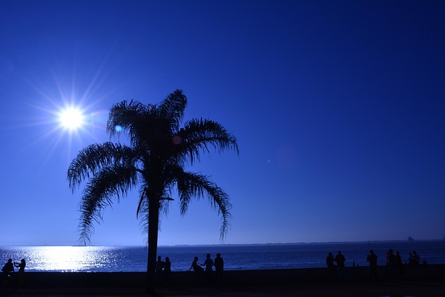 Free Tree Sunset photo and picture