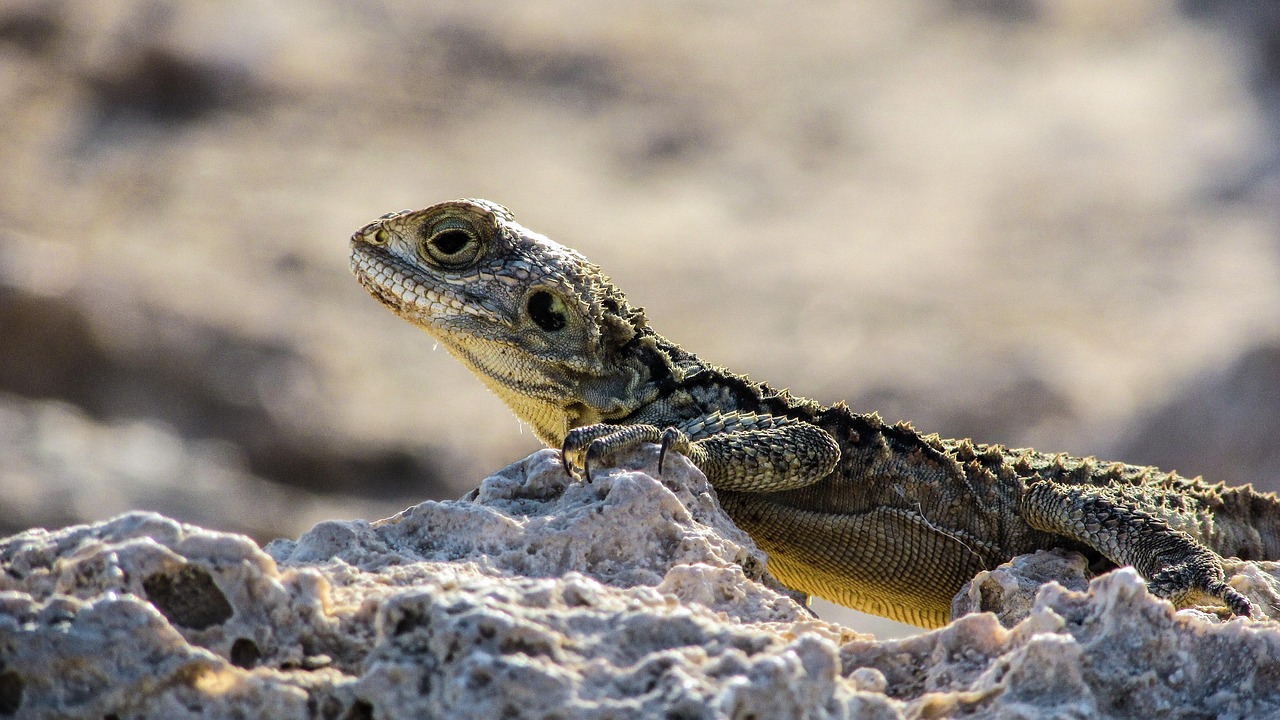 Chipre Lagarto Kurkutas - Foto gratuita no Pixabay - Pixabay