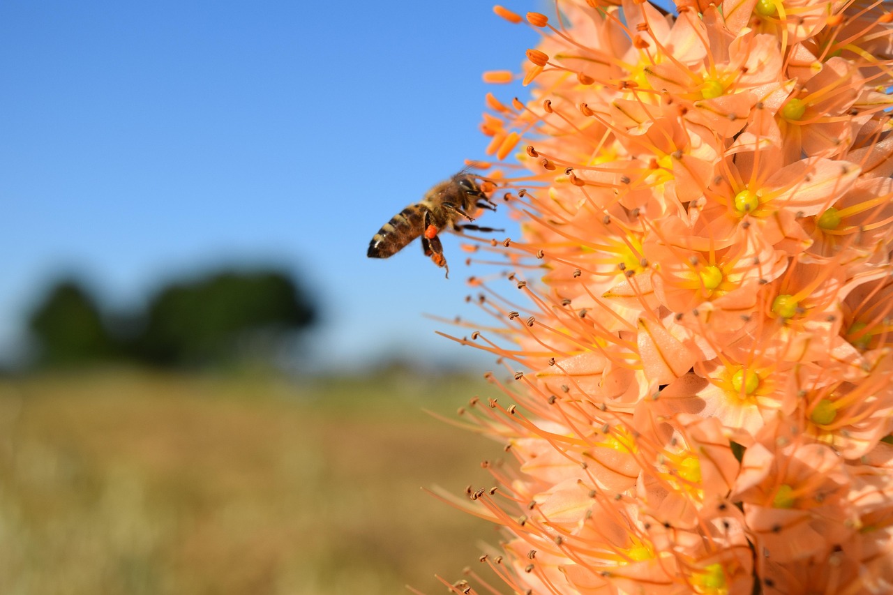 bee-1476246_1280.jpg