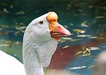 goose, bird, beak