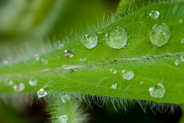 Free Leaf Water Drops photo and picture