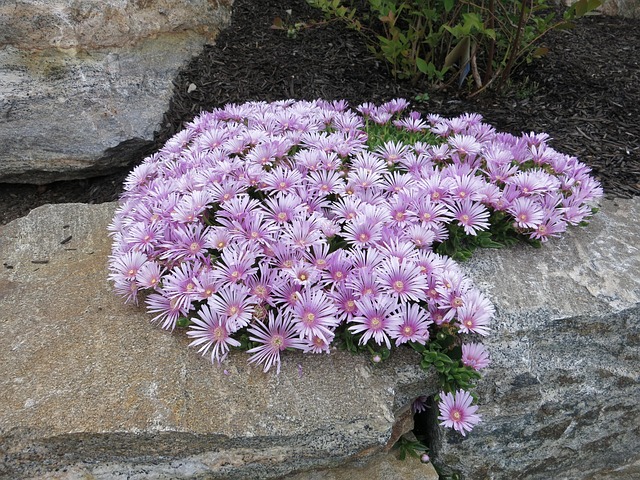 Free Ice Plant Aizoaceae photo and picture