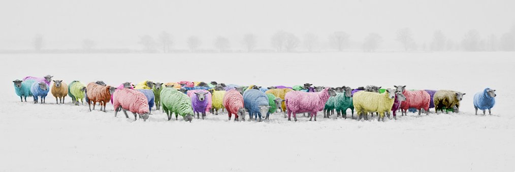 Free Sheep Colorful photo and picture
