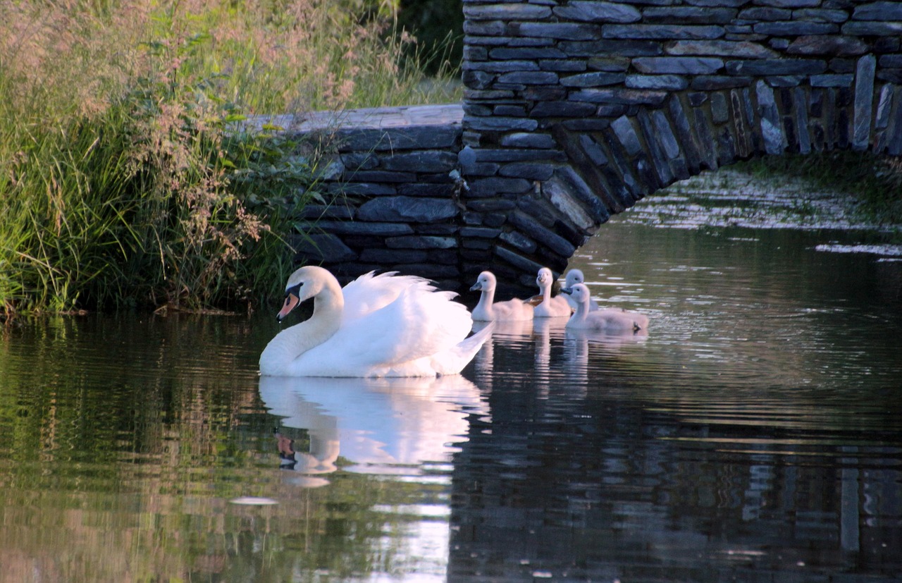 Photo gratuite Cygne, Cygne Tuberculé, Cygnus Olor Image gratuite