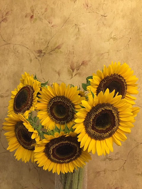 Free Sunflower Flower photo and picture