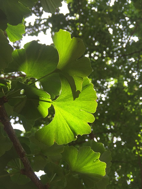 Free The Leaves Plant photo and picture