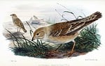 brown thrasher, bird, wildlife