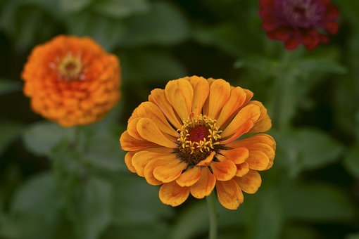 Blomst, Orange, Natur, Blomst Baggrund