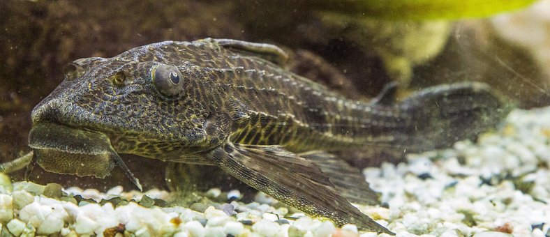 Aquarium, Wels, Signs Catfish, Fish