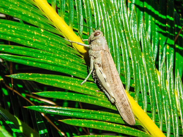 Heuschrecke, Natur, Insekten, Sommer