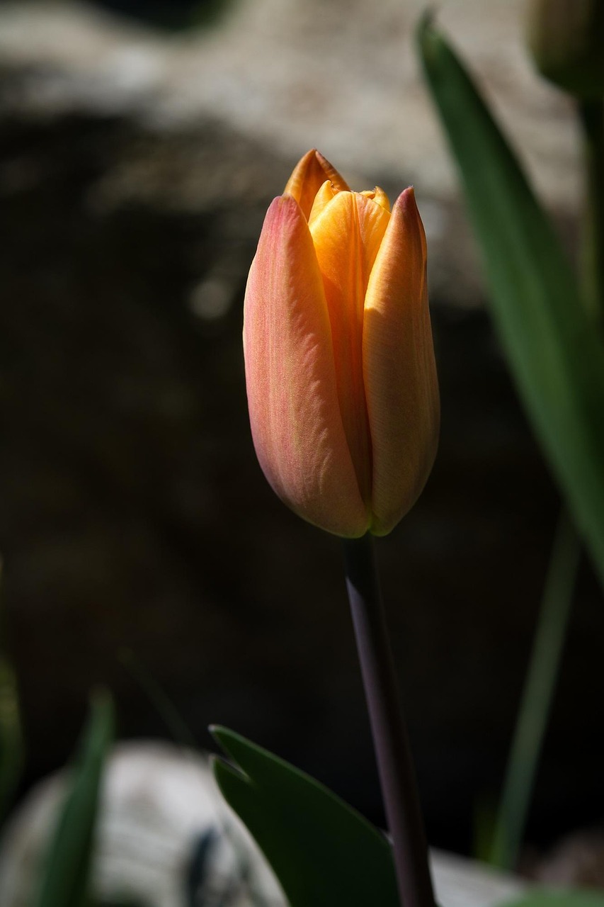 Bunga Tulp Jeruk Tulip - Foto gratis di Pixabay - Pixabay