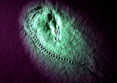 Fossil, Fisk, Solnhofen, Fiskeben