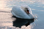 swan, mute swan, cygnus olor