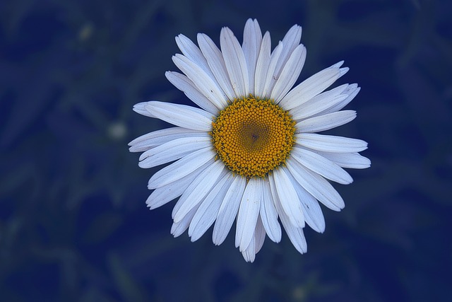 Free Margaret Flower photo and picture